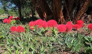 Image result for Protea welwitschii × angolensis