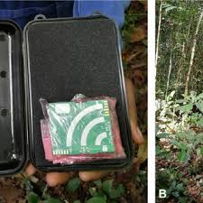 Image result for Englerodendron mengei