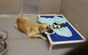 This Worried Mama Dog Anxiously Watching Over Her Puppies In Crowded Shelter Shows Exactly Why We Need To Adopt And Not Shop Video Dog Thoughts Dogs Pet Training