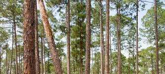 The scenery is delightful and the quiet is pretty darned awesome. Martin Dies Jr State Park Texas Parks Wildlife Department