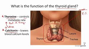The thyroid gland lies between the c5 and t1 vertebrae and consists of two pear shaped lateral lobes, connected by an isthmus that the thyroid gland is in the visceral compartment of the neck along with the trachea, oesophagus and pharynx, contained within the pretracheal fascia. 8 2 3 Thyroid Gland Structure And Function Youtube
