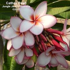 Cathay Pearl Jungle Jacks Jungle Flowers Tropical Landscaping Plumeria