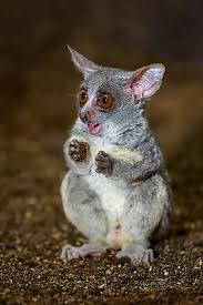 Galago moholi — moholi galago moholi galago (galago moholi) systematik überordnung moholi — senegalinis galagas statusas t sritis zoologija | vardynas taksono rangas rūšis atitikmenys. Gewohnliche Galagos Wikipedia
