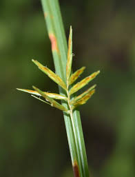 Image result for Cyperus zollingeri