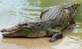 Timsah Nil Timsahi Crocodiles Timsah