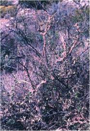 Image result for Kohautia microflora