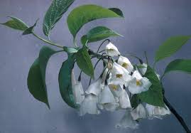 Image result for Halesia