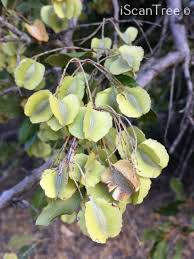 Image result for Combretum schumannii