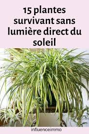 Les 15 Meilleures Plantes Qui Poussent Sans Lumiere Plante Plante Interieur Depolluante Plante Interieur