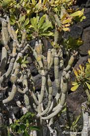 Image result for Kleinia sp.no.1