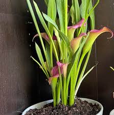 Image result for Zantedeschia