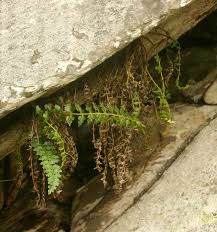 Image result for Asplenium stuhlmannii
