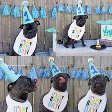 Dog S 1st Birthday Photoshoot Ideas Dog Birthday Party Pets Dog Birthday Pictures Dog First Birthday