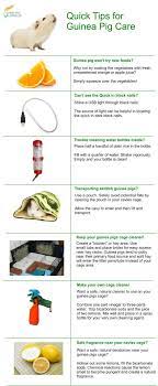 Pin On Guinea Pig Care