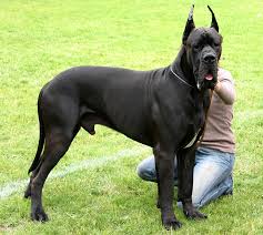 Great Dane Wikipedia