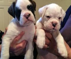 See all our available puppies for sale in michigan right here! Dsd Boxer Puppies For Sale Handmade Michigan