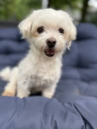 The bond between a Maltese and their owner