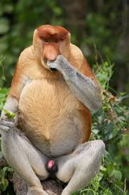 We did not find results for: Fossils Of Earliest Old World Monkeys Unearthed Live Science