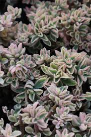 Image result for Plectranthus guruensis