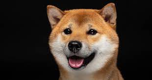 The most common news source covering dogecoin is cointelegraph and the most common news category is project announcements. 0doxebbbkvnnym