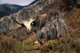 Image result for yak