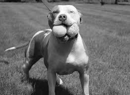 Every Buddy Deserves a Chance