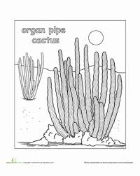 Its older plant produces flowers of funnel shape. Pin On Teaching