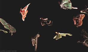You will receive the new photo montages each week. Butterflies In A Black Background On We Heart It