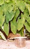 Harvesting, cooking, and eating taro
