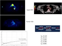 A pet microchip (a small, electronic chip implanted under a pet's skin that contains their pet parent's contact information) can mean the they use this spot on the animal because the chip is less likely to migrate from there to another part of the body. Kinetic Modeling And Parametric Imaging With Dynamic Pet For Oncological Applications General Considerations Current Clinical Applications And Future Perspectives Springerlink