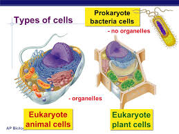 On this page you've discovered that there are two main types of cell: Tour Of The Cell Ppt Download
