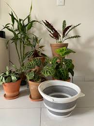 出門度假怎麼澆花 讓植物多喝水的初學者心法 homify plants planters planter pots