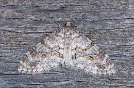 Image result for Trichopteryx