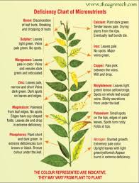 Involves the death of cells tissues or organs and may result in symptoms such as blight ,leave spot ,canker ,and root rot ,necrosis, symptoms are most. The Agro Tech Symptoms Caused By Nutrient Deficiencies Are Generally Grouped Into Five Categories 1 Stunted Growth 2 Chlorosis 3 Interveinal Chlorosis 4 Purplish Red Coloring 5 Necrosis Stunting Is A Common