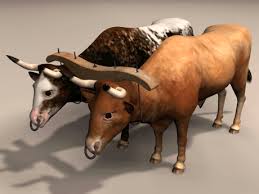Ox 3d Model Google Tim Kiếm Trong 2020