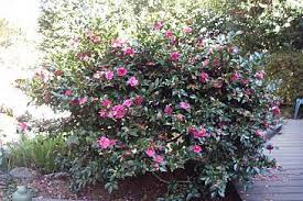Camellia Sasanqua Shishi Gashira Is One Of My Favorite Camellias Because It Blooms In December January And Sometimes Front Yard Plants Shade Garden Garden Images