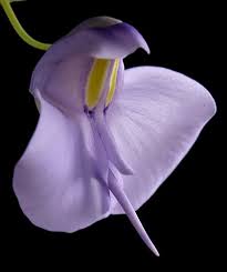 Image result for Utricularia podadena