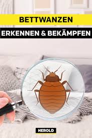 Bettwanzen Erkennen Bekampfen Bettwanzen Wanze Schadlinge Im Haus