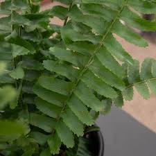 Image result for Nephrolepis