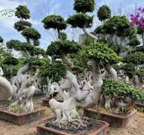 Ficus Microcarpa Bonsai,Ficus Panda Plant,Ficus lyrata For Sale