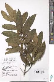 Image result for Ixora burundiensis