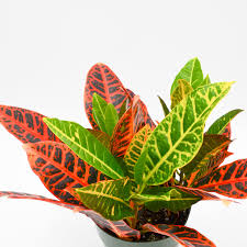 Image result for Codiaeum