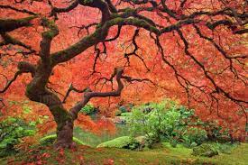 Image Result For Japanese Maple Tree Japanese Maple Tree Large Canvas Wall Art Japanese Tree