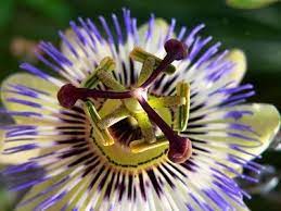 Nature Photography Google Search Nature Photography Amazing Flowers Beautiful Images