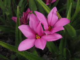 Image result for Hypoxidaceae