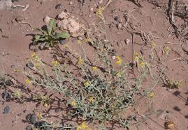 Image result for Euploca katangensis