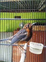 Mengenali Trotolan Anis Merah Jantan Dan Betina Dilengkapi Gambar Binatang Peliharaan