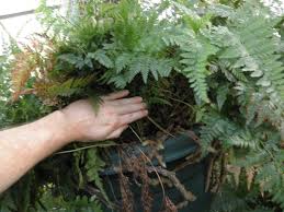 Image result for Davalliaceae