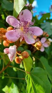 Image result for Phyllocosmus lemaireanus