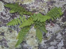 Image result for Woodsiaceae